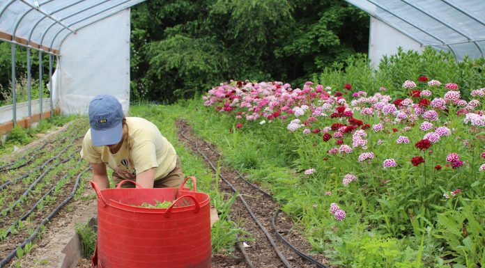 Beginning farmers and burnout: Knowing when to say when woman weeding in a high tunnel