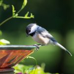 How to garden for bird watching chickadee on a birdbath