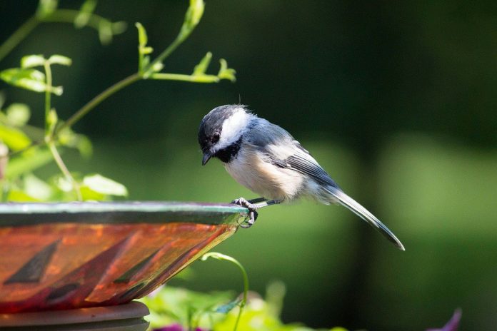 chickadee on a birdbath