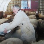woman feeding sheep