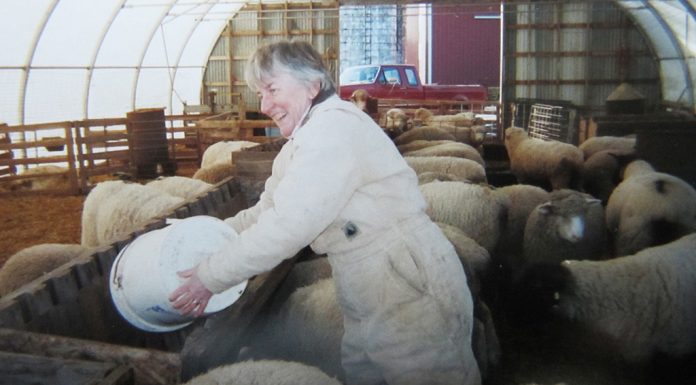 Remembering where we came from woman feeding sheep