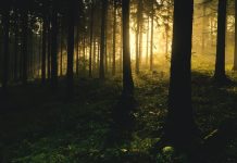 Pennsylvania invests in hardwoods industry forest