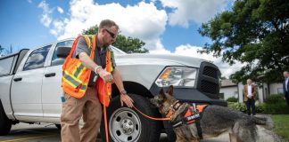 Pa. rolls out nation’s first spotted lanternfly detection dog dog working spotted lanternfly