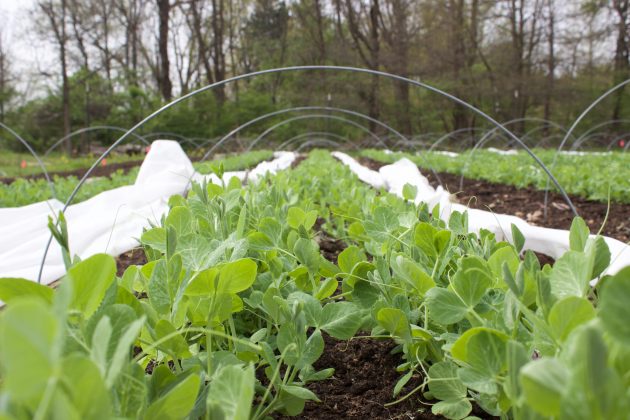 Peas growing at a farm.
