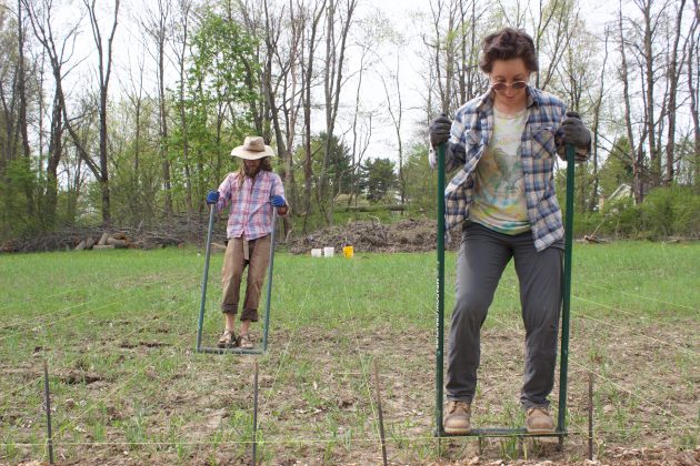 Two farmers use broadforks to get soil ready for planting.