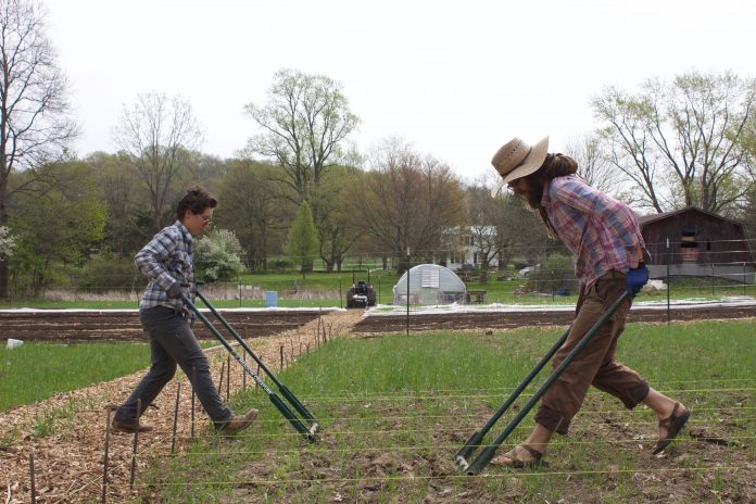 Two farmers use broadforks to get their soil ready for planting.