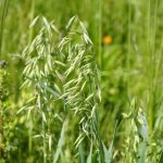 Time to revisit stockpiled forage forage oats