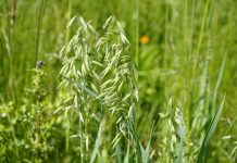 Time to revisit stockpiled forage forage oats