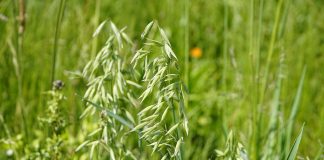 Time to revisit stockpiled forage forage oats