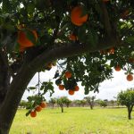 orange grove