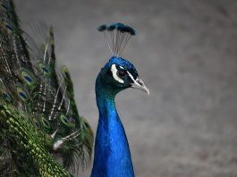 Raising peafowl not all it’s cracked up to be peacock