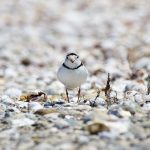 Endangered piping plover nest found in Ohio piping plover