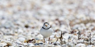 Endangered piping plover nest found in Ohio piping plover