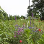 Greenscaping can improve the health of your yard Plants growing in a pollinator garden.