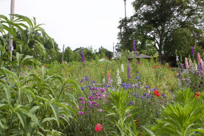 salem_bee_city_5 Plants growing in a pollinator garden.