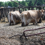 Restraining order filed against Clermont County farm for manure leak cows standing in manure