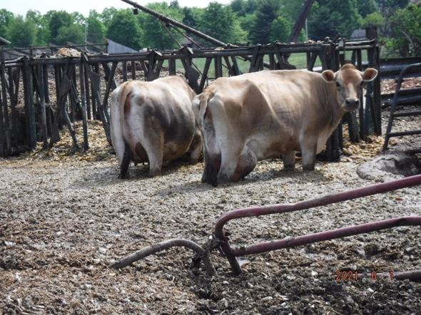 unnamed (1) cows standing in manure