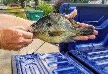 They’re pretty big for their size bluegill