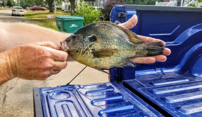 bluegill bluegill
