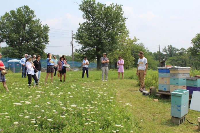 hilltop urban farm people looking at bee hives
