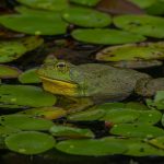 American bullfrog