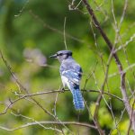Feed the birds, but still keep an eye out for illnesses blue jay