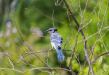 Blackbrook Audubon Society hosting walks in Geauga Park District blue jay