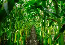 Grain markets rally on unexpected supplies corn