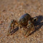 How to find and catch crayfish crayfish