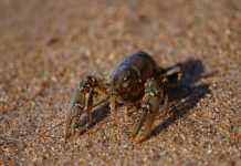 Join ODNR’s annual Mohican crawdad hunt crayfish