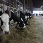 Dairy farming – the original hustle culture Cows looking out into the aisle of the barn at RMD Dairy, in RIttman, Ohio.