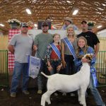 Grand champion goat
