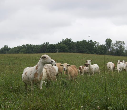 Katahdin sheep in a pasture
