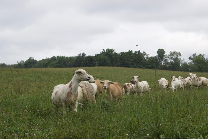 Katahdin sheep in a pasture