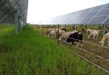 Workshop focuses on sheep grazing and solar arrays sheep grazing among solar panels