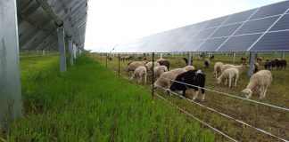 sheep grazing among solar panels