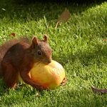 How to keep squirrels off of fruit trees squirrel