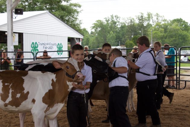 Kids showing dairy cows at a fair.
