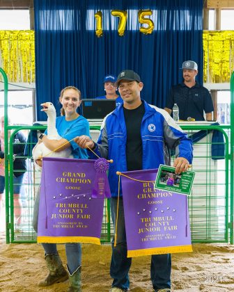 Grand Champion Market Goose