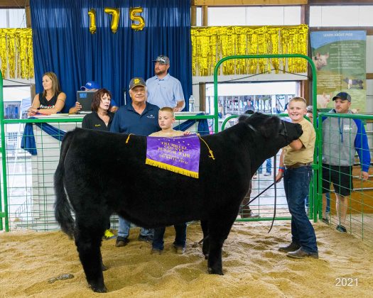 Grand Champion Market Steer