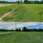 Using nutrient removal rates to improve forage pasture