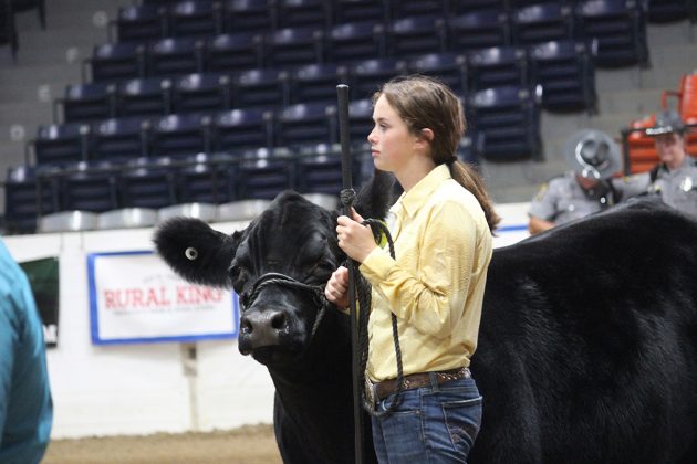 Reserve Grand Champion Market Steer