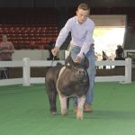 Grand Champion Market Barrow