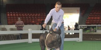 Grand Champion Market Barrow