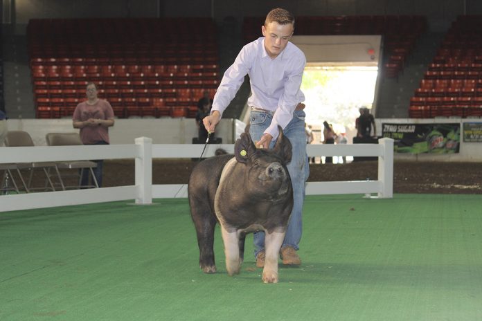 Grand Champion Market Barrow