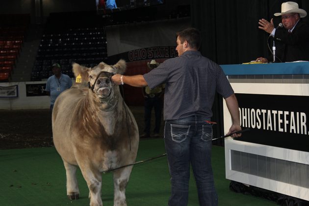 Grand Champion Market Steer