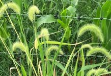 Surveying pasture weeds giant foxtail