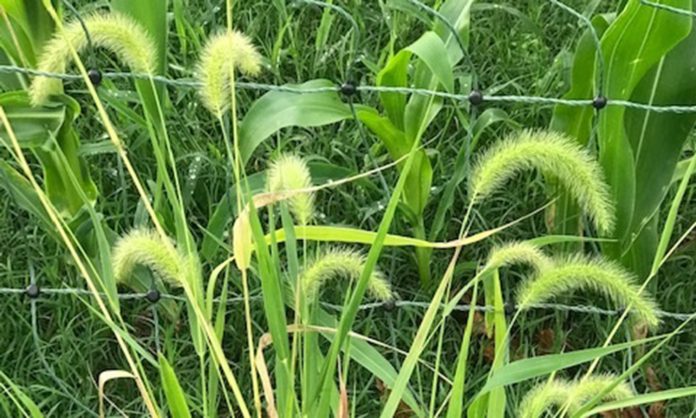 giant foxtail