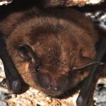 Little brown bat