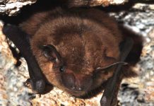 Bat versus Bat Little brown bat